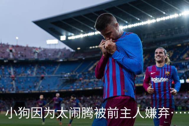 小狗因为太闹腾被前主人嫌弃……现在，它获得了一份专门拯救考拉的工作丨自然小喇叭